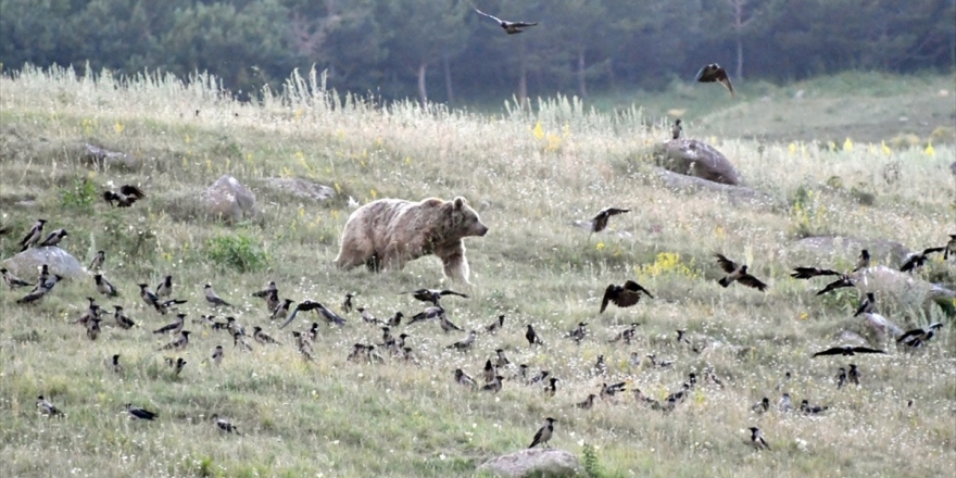 Boz Ayıların Yiyecek Arayışı