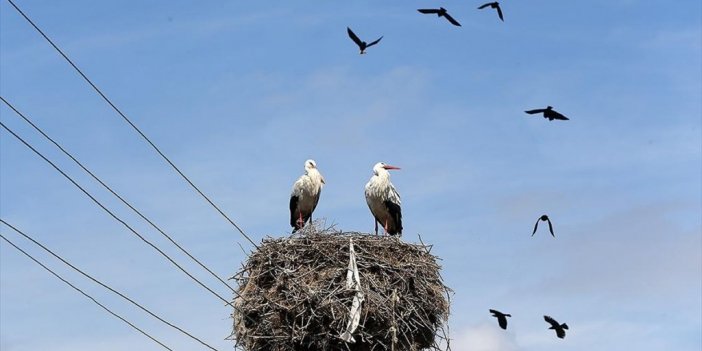 Baharın Müjdecisi Leylekler Muş Ovası'ndaki Yuvalarına Yerleşti