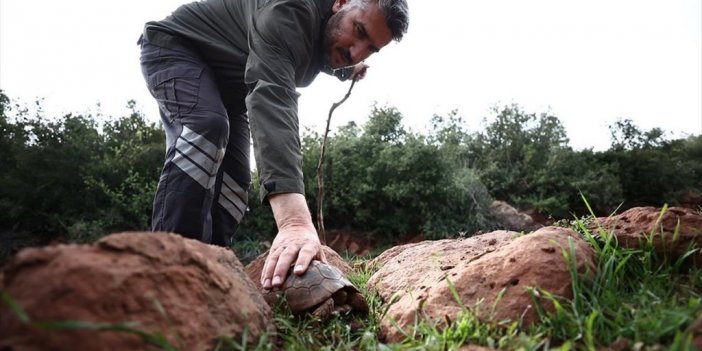 Hatay'da Depremde Oluşan Yarıkta Mahsur Kalan İki Kaplumbağayı Mahalleli Kurtardı