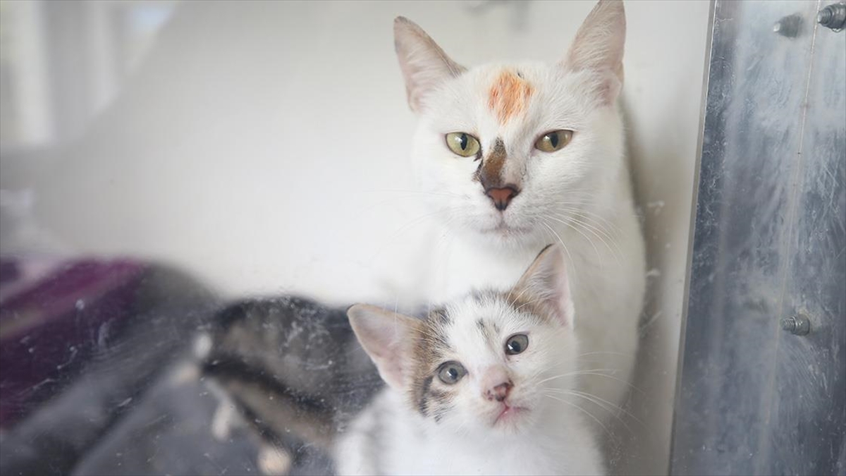 Kahramanmaraş'ta Evcil Ve Sahipsiz Hayvanların Yaraları Da Sarılıyor