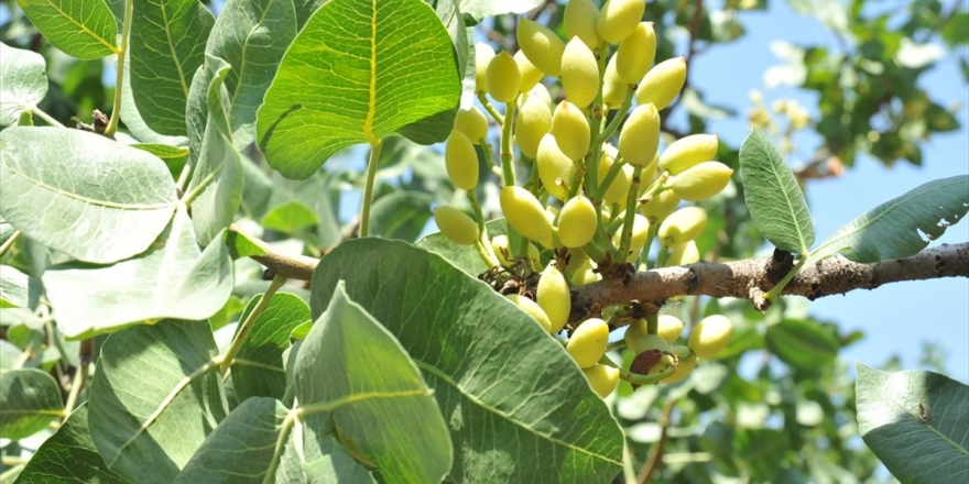 Antep Fıstığında Verim Arttı
