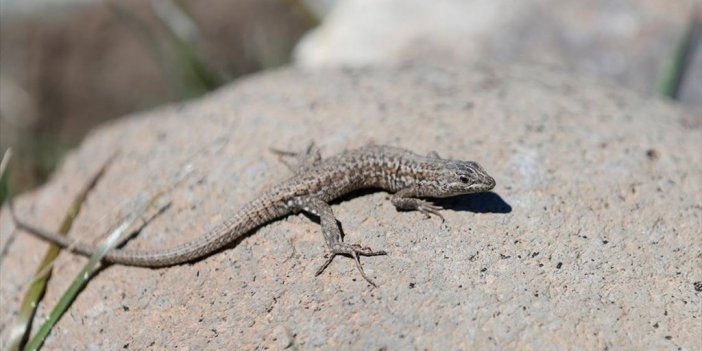 Kış Uykusundan Uyanan Tarla Kertenkeleleri Munzur Vadisi'nde Görüntülendi