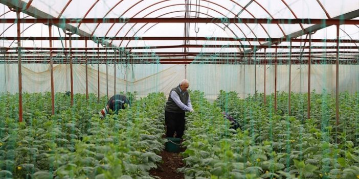 Kahramanmaraş'ta Depremzede Çiftçiler Salatalık Hasadına Başladı