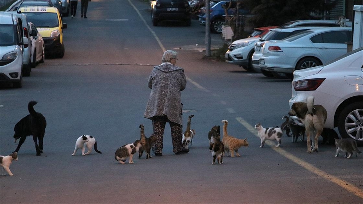 Önce Yaralı Kedi Yavrusunu Sahiplendi Ardından Evini 6 "can Dosta" Daha Açtı