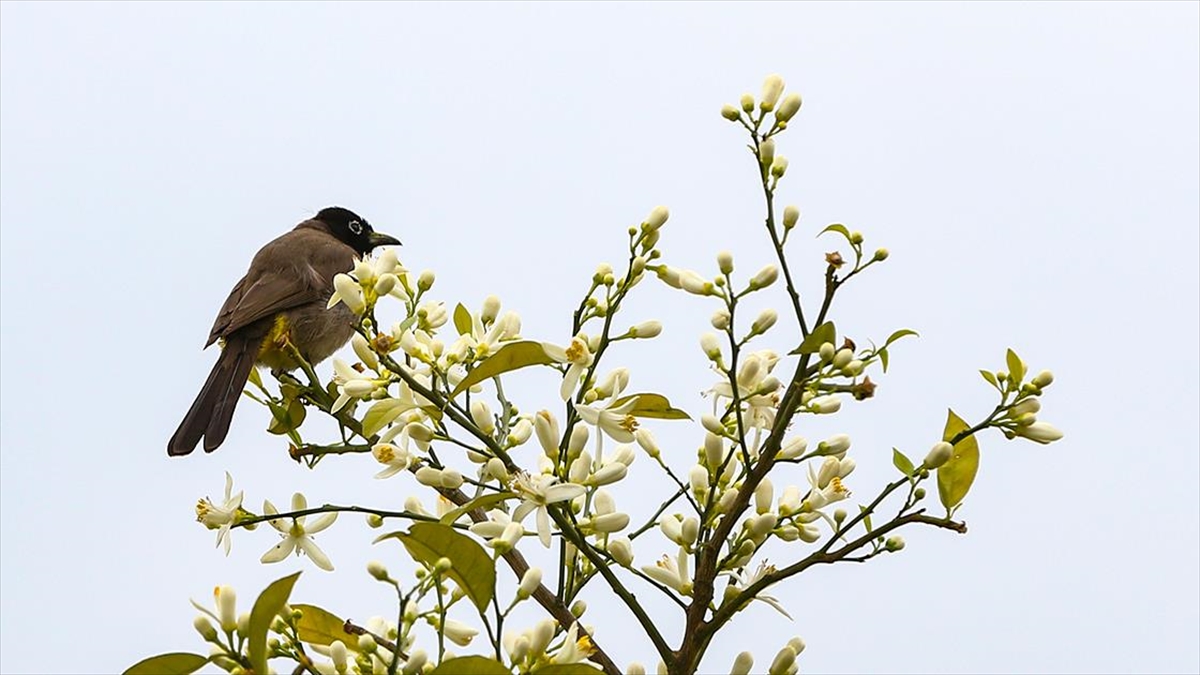 Turunç Ve Narenciye Cenneti Adana'yı Portakal Çiçeği Kokusu Sardı