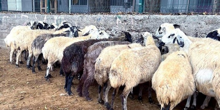 Adıyaman'da Besiciler Desteklerle Ayağa Kalkıyor