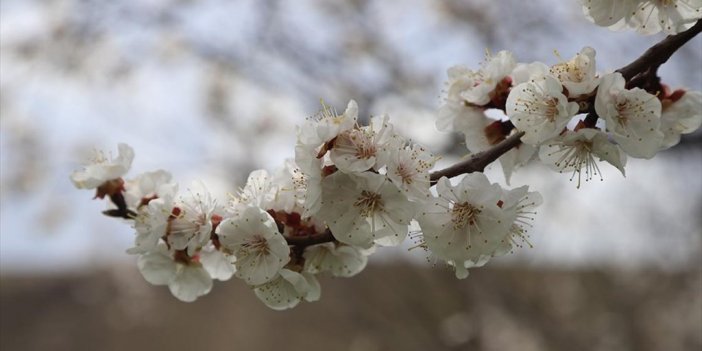 Kağızman Kayısısı Ağaçları Çiçek Açtı