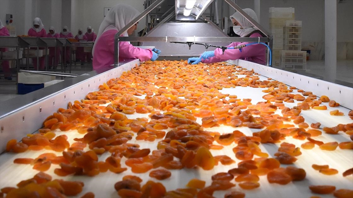 Malatya'nın Kuru Kayısı İhracatı Martta Yeniden Arttı