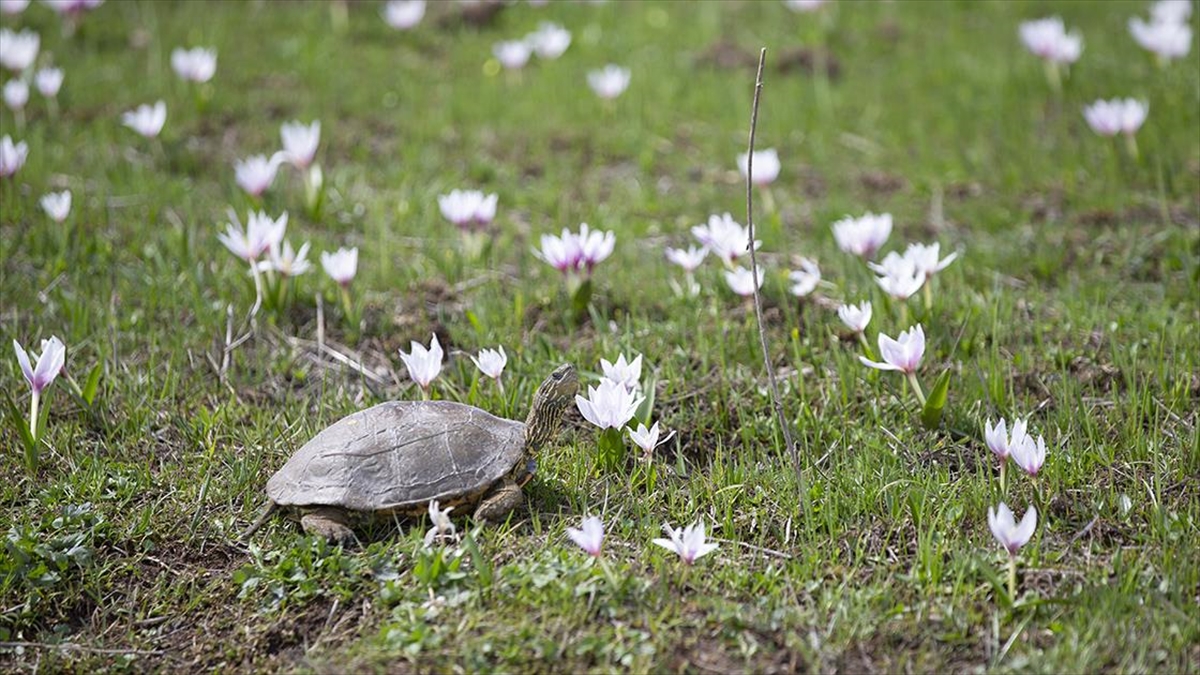 Tunceli'de Karların Erimesiyle Tabiat Canlandı