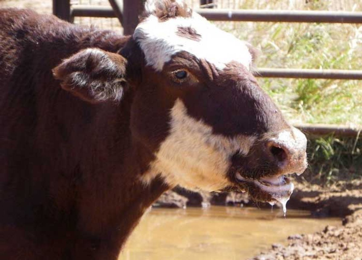 Bakan Kirişci'den önemli açıklama