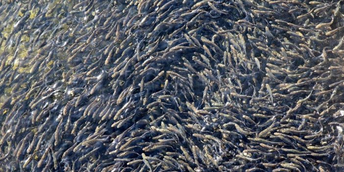 Cumhuriyetin 100. Yılında 100 Milyon Yavru Balık Kaynaklara Bırakılacak