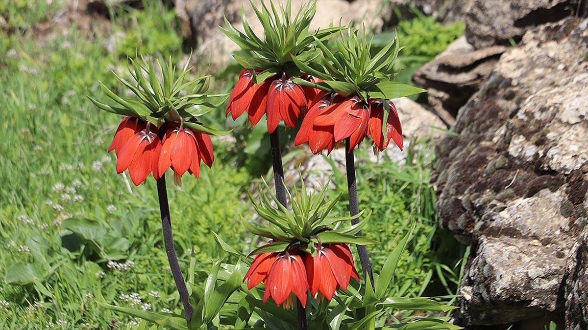 Siirtliler Yılda Sadece 20 Gün Açan "Ağlayan Gelinler" İçin Seferber Oldu