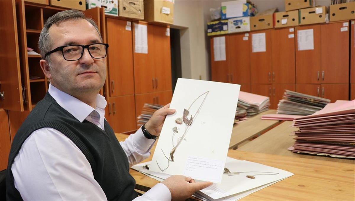 Erzincan'daki "Herbaryum" Yaklaşık 20 Bin Bitki Örneğiyle Araştırmacılara Rehber Oluyor
