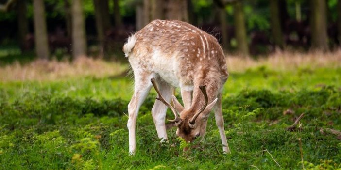 İngiltere, 2 Milyona Ulaşan Geyik Popülasyonuyla Baş Etmeye Çalışıyor