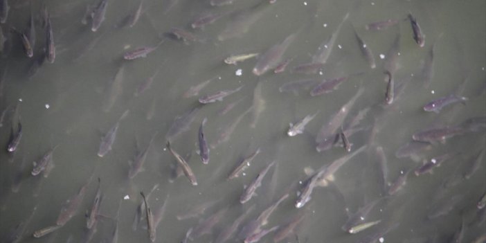 Beyşehir Gölü'nde Üreme Mevsimi Nedeniyle Yavru Balıklar Göl Yüzeyini Kapladı