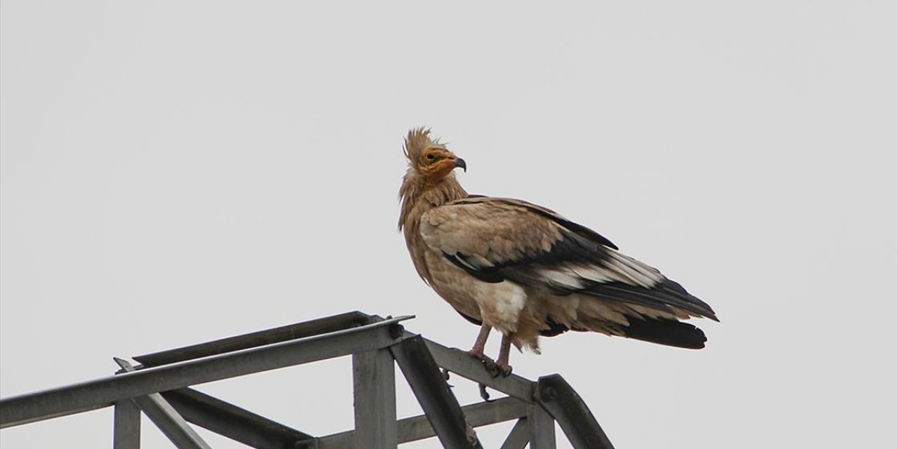 Iğdır'da Göçten Dönen Küçük Akbabalar Görüntülendi