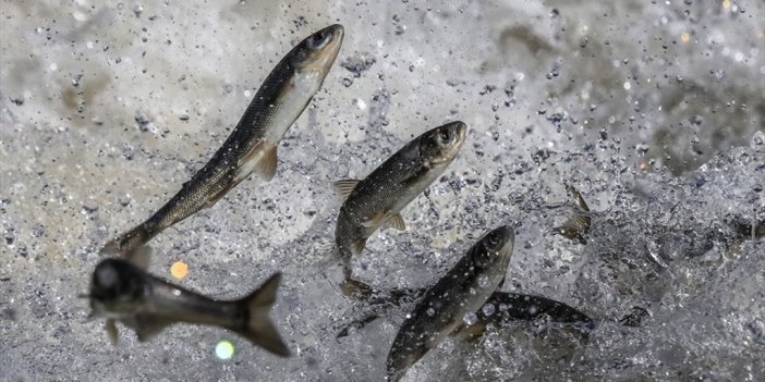 Van Gölü'nde "inci Kefali" İçin Av Yasağı Başladı