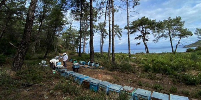 Çiçek Balı Arıcılarının Hasat Telaşı Başladı