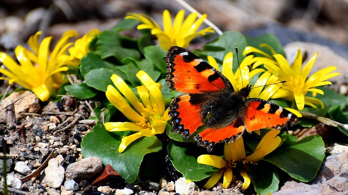 Kars'taki Keklik Vadisi'nde Doğa Canlandı