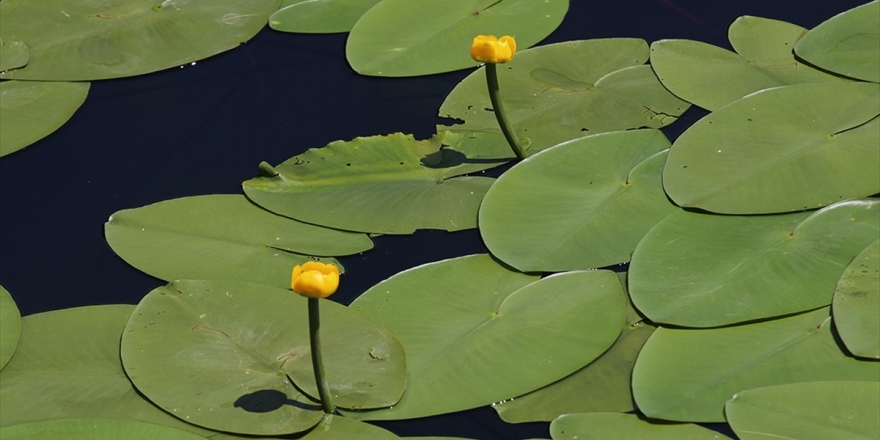 Bolu'nun Tabiat Parkları 'Nilüfer'le Bir Başka Güzel