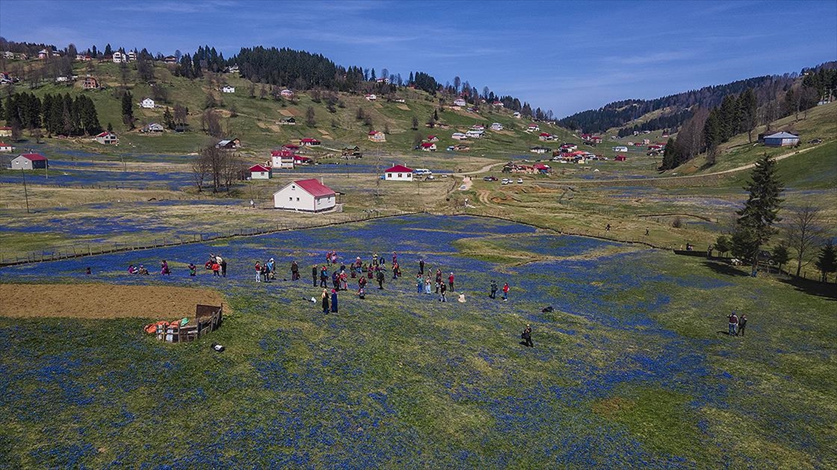 Kadıralak Yaylası "mavi Yıldız"larla Kaplandı