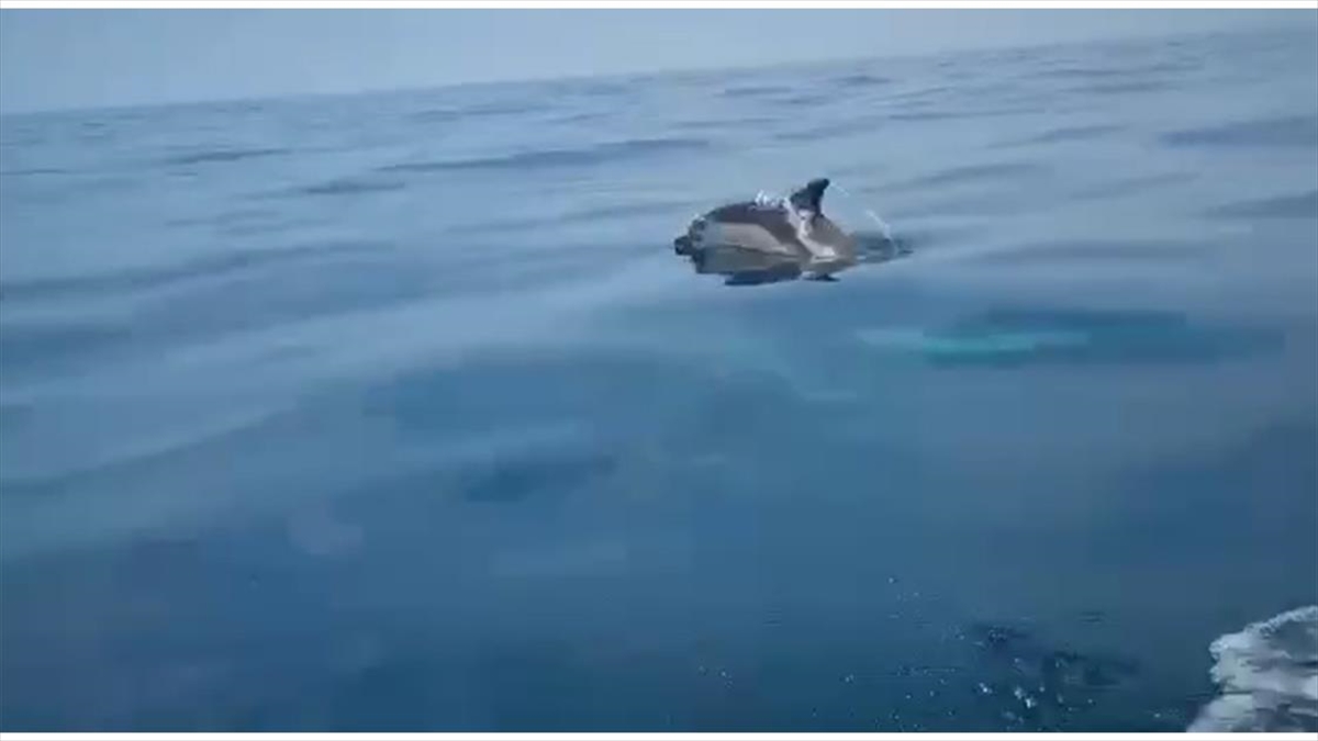 Karadeniz'de Yunusların Bota Eşlik Etmesi Görüntülendi