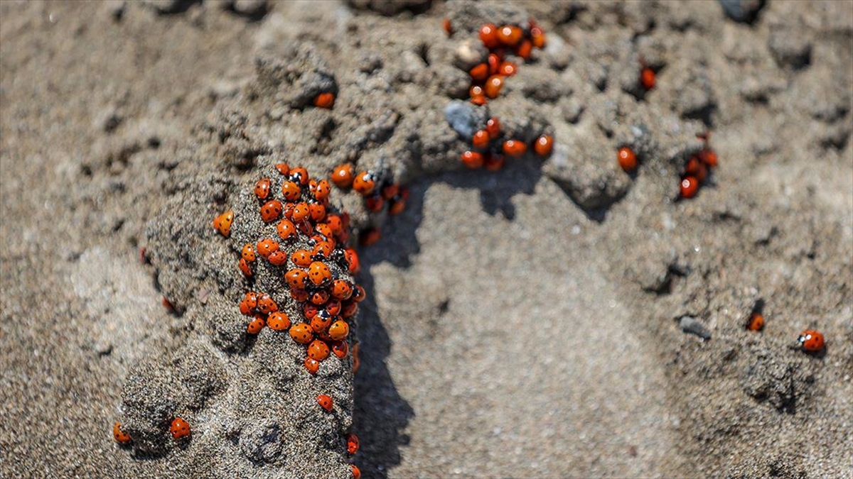Hatay'da Deniz Kaplumbağalarının Yumurtlama Alanında Uğur Böceği Yoğunluğu