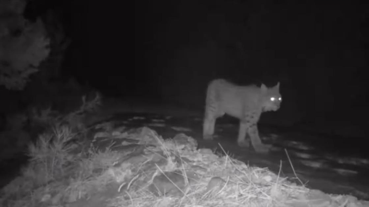 Burdur'da Yaban Hayatı Fotokapanlara Yansıdı