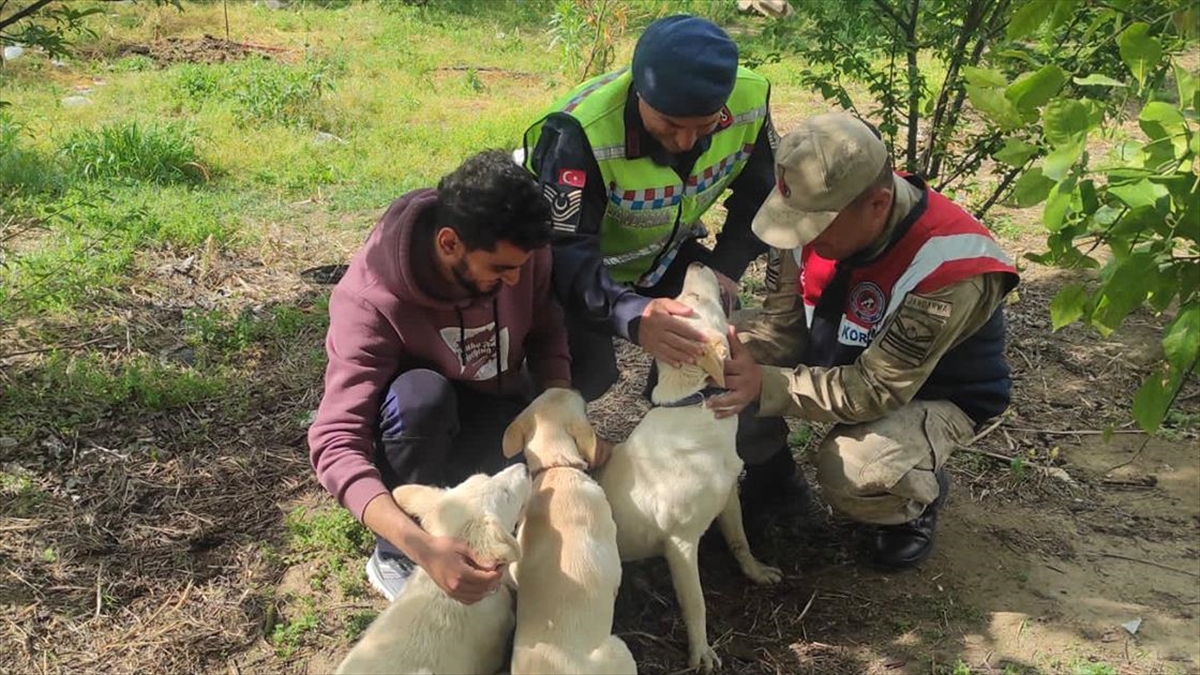 Depremzede Köpek, Çip Sayesinde Sahibine Ulaştırıldı