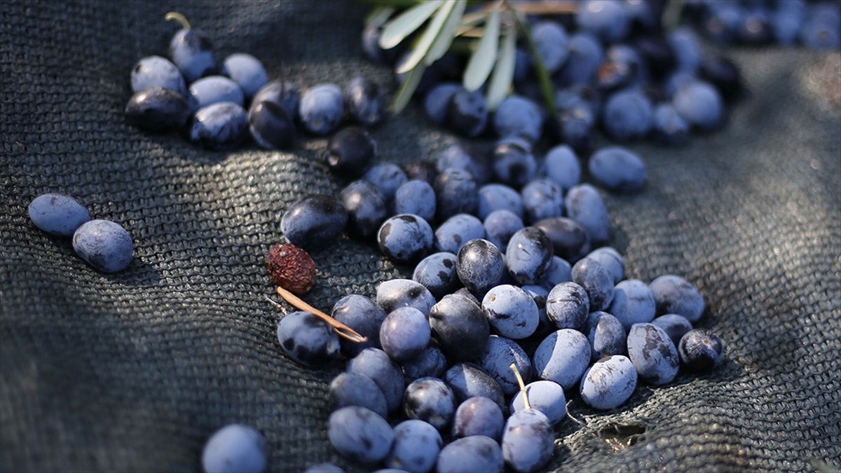 Bitkileri Zararlılardan Korumada Yerli Üretim Atağı