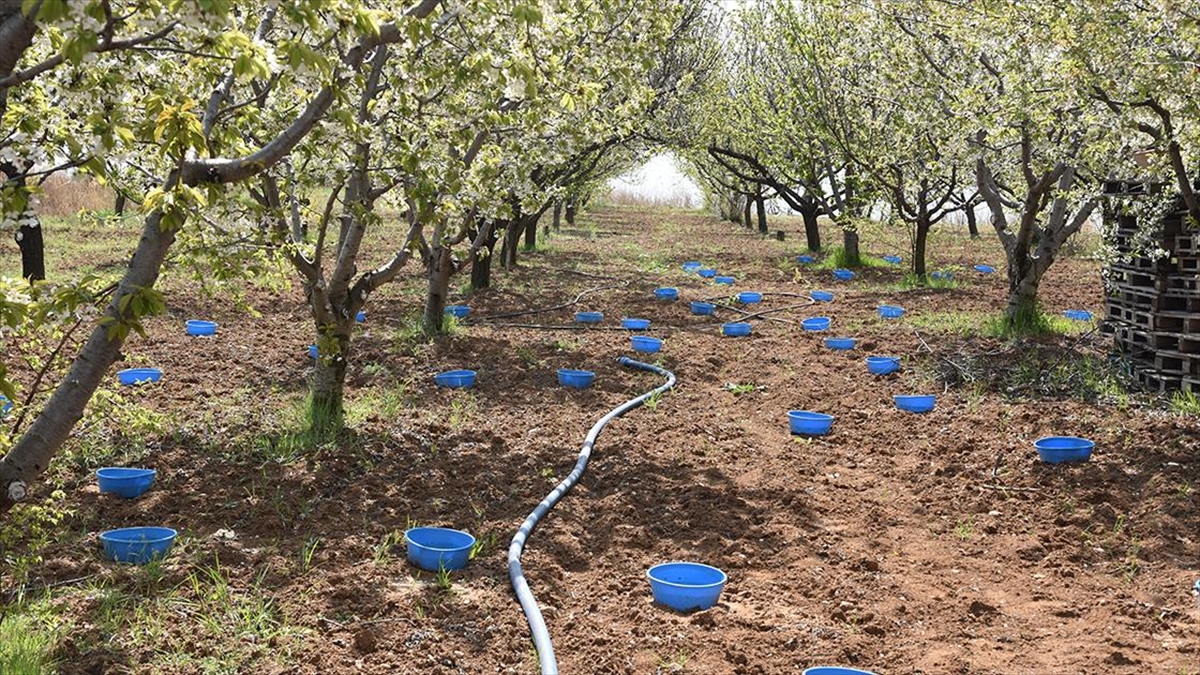 "mavi Leğen" İle Hem Meyve Ağaçlarını Hem De Bal Arılarını Koruyor