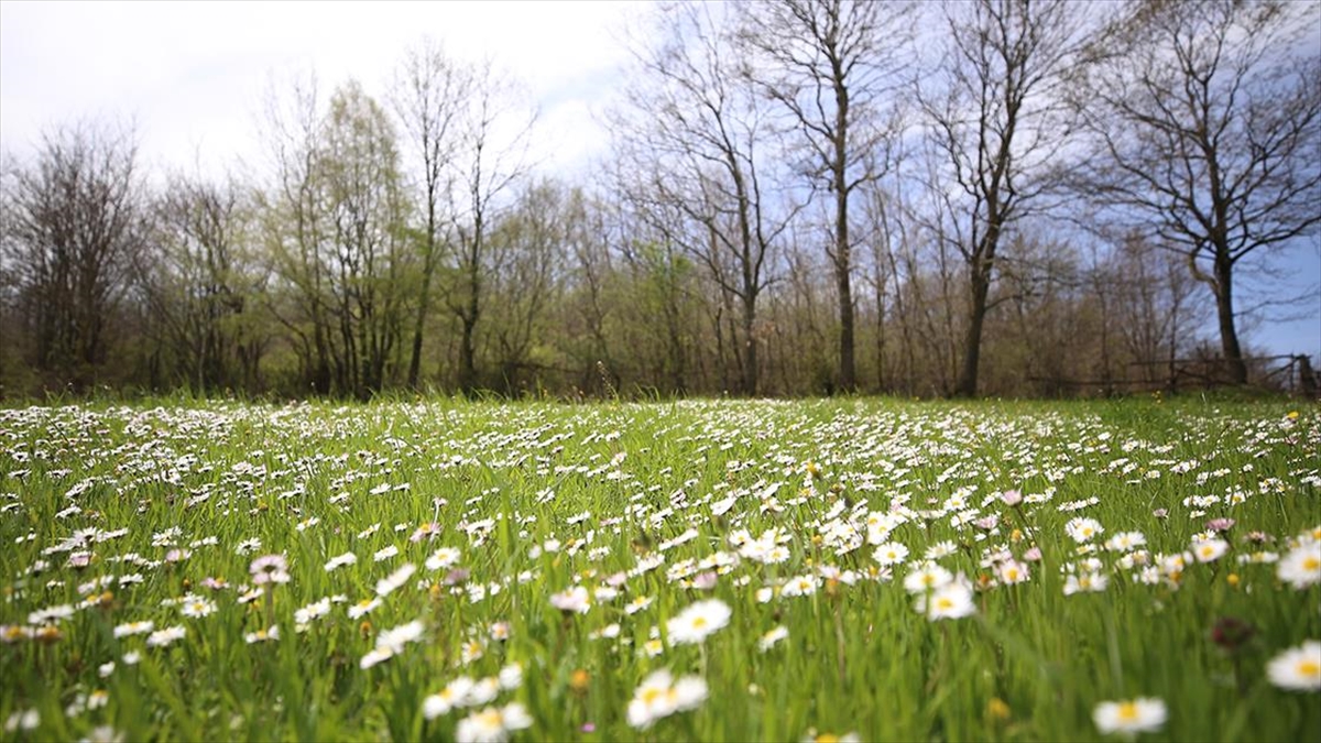 Kırklareli'nde İlkbaharla Açan Papatyalar Tabiata Renk Katıyor