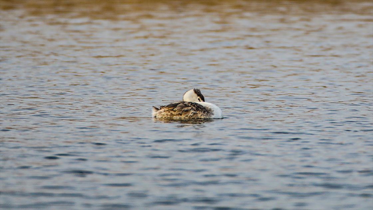 Ağrı Dağı Eteğindeki Karasu Sulak Alanında Bahri Kuşu Görüntülendi