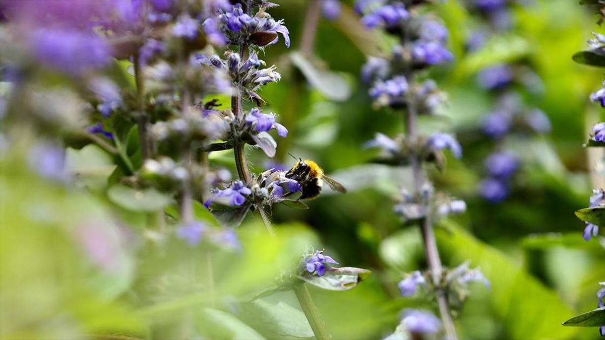İlkbaharla Canlanan Maden Deresi Doğaseverleri Bekliyor