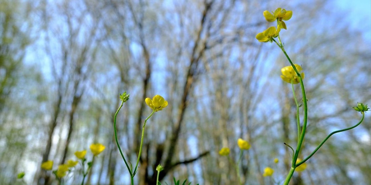Baharla Uyanan Doğa Istranca Ormanları'nda Renk Cümbüşü Sunuyor