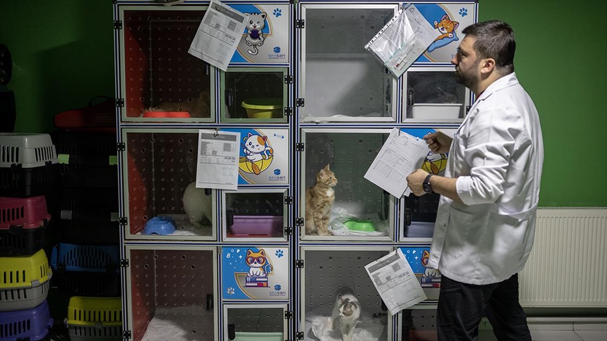 Depremden Etkilenen Hayvanları Sahiplendiriyorlar