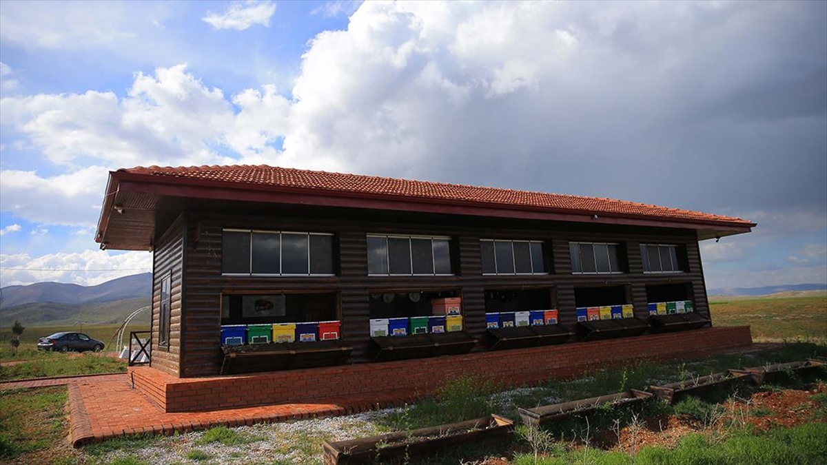 Afşin'de Lavanta Tarlasına Kurulan Arı Evi Depremde Zarar Görmedi