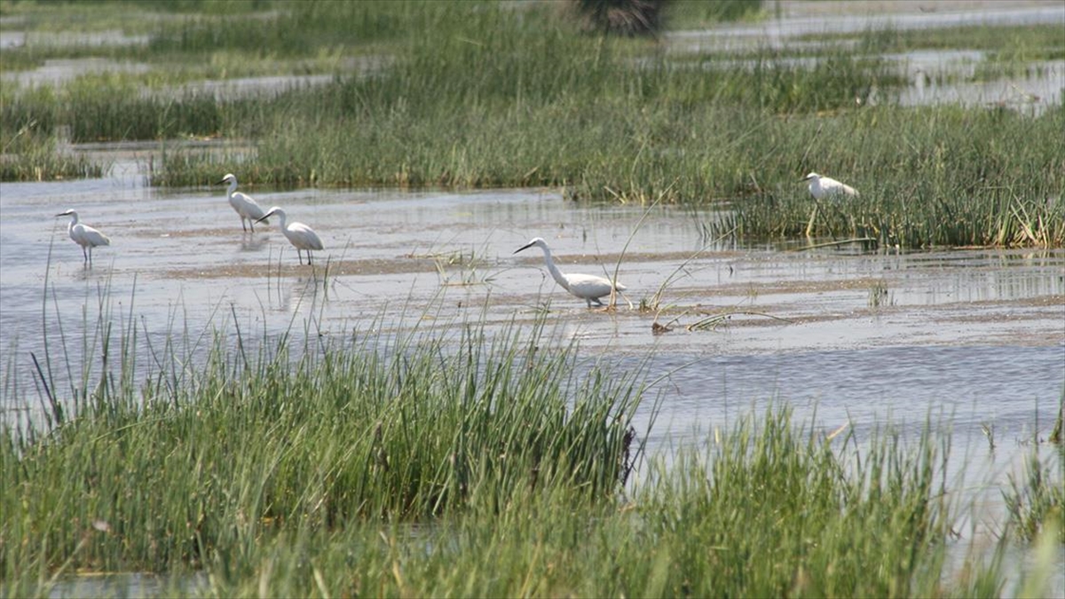 Türkiye Genelinde 142 Sulak Alanda 2 Milyon 41 Bin 479 Su Kuşu Sayıldı