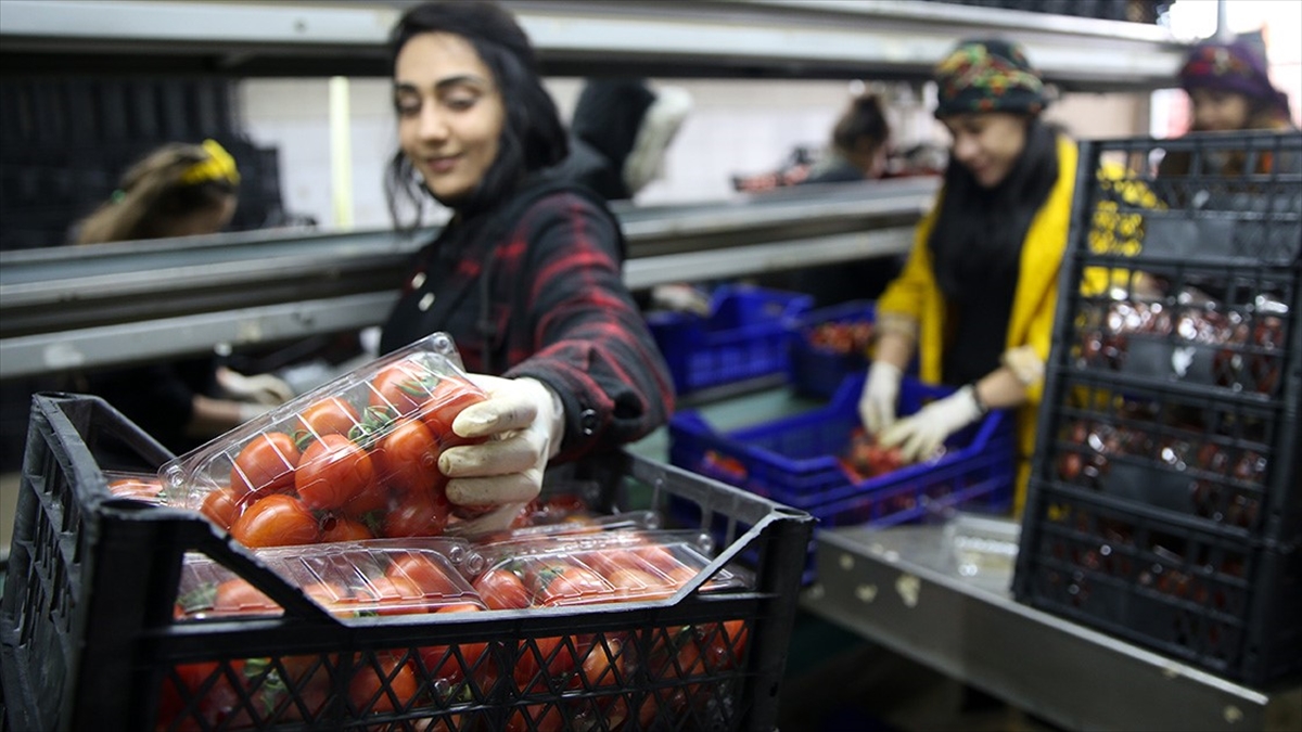 Sebze Ve Meyvelerin Miktar Kayıpları Hal Kayıt Sistemi'nden Beyan Edilebilecek