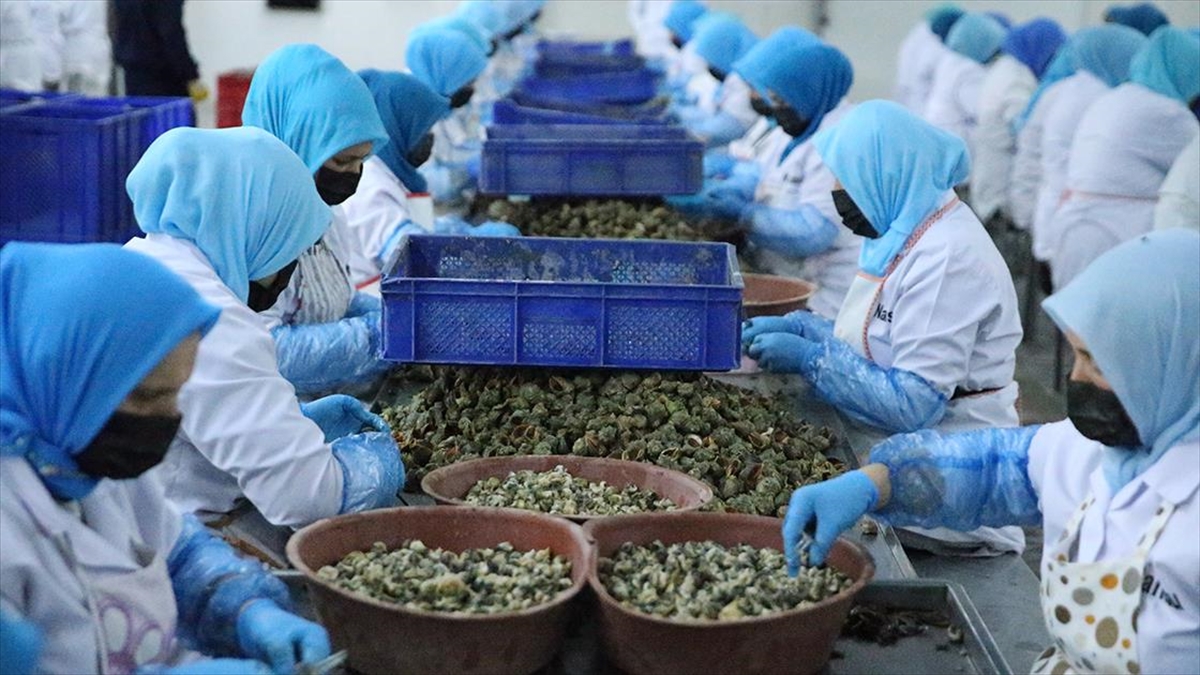 Türkiye Ocak-mart Döneminde Deniz Salyangozu İhracatından 5,6 Milyon Dolar Kazandı