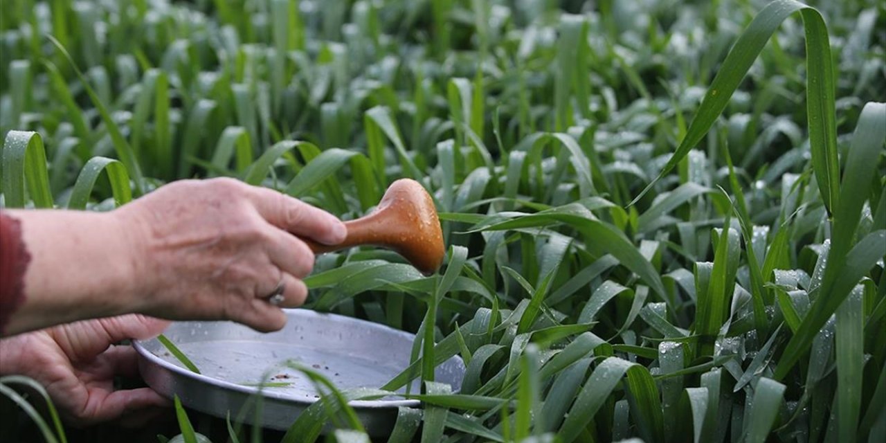 Kırklareli'nde Hıdırellez'de Çiy Damlası Katılan Sütle Yoğurt Mayalama Geleneği Yaşatılıyor