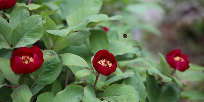 Yılda 10 Gün Açan "yörük Gülü"nü Koparana 244 Bin Lira Ceza