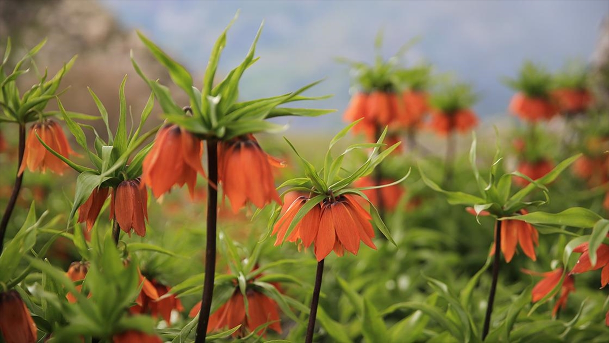 Diyarbakır'da Ters Laleler Doğaya Renk Kattı