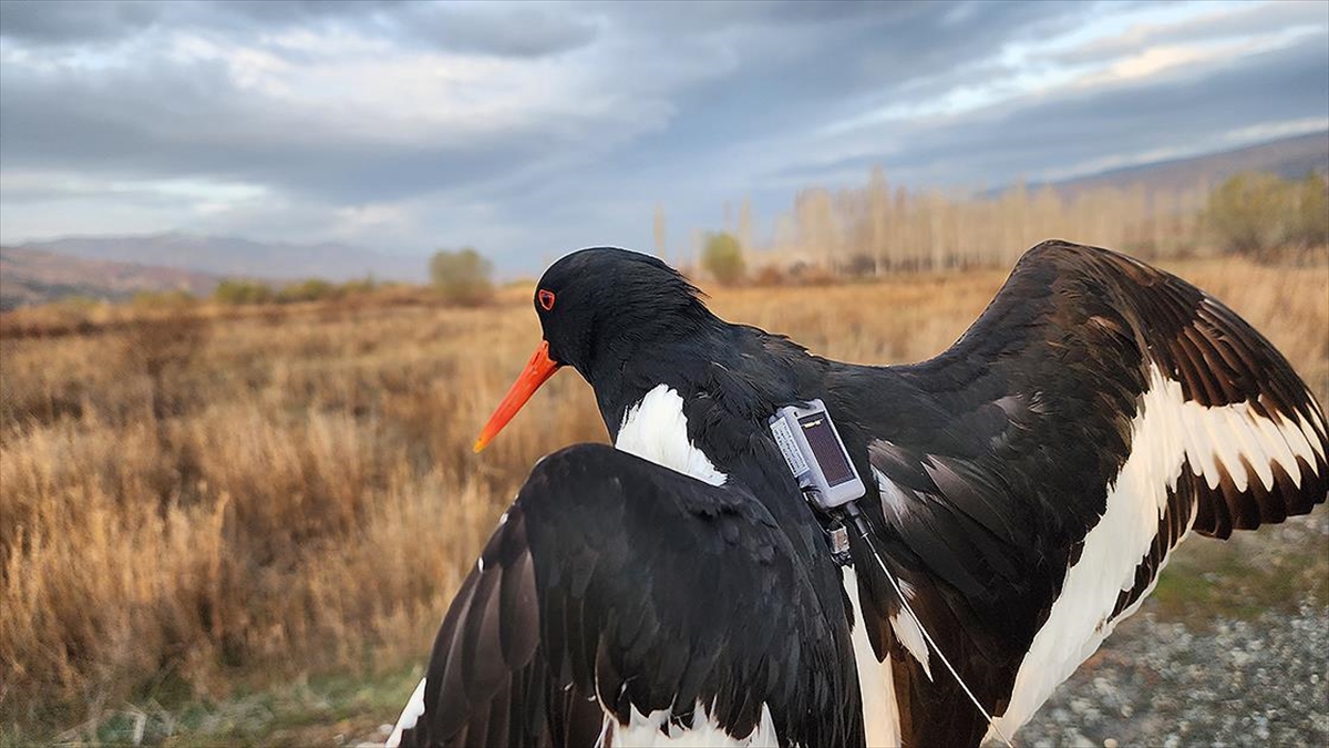 Poyraz Kuşları "maya" Ve "alp" Uydu Vericisiyle Takibe Alındı