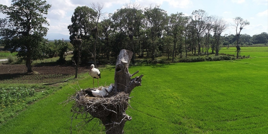 Arazisini 35 Yıldır Leyleklerle Paylaşıyor