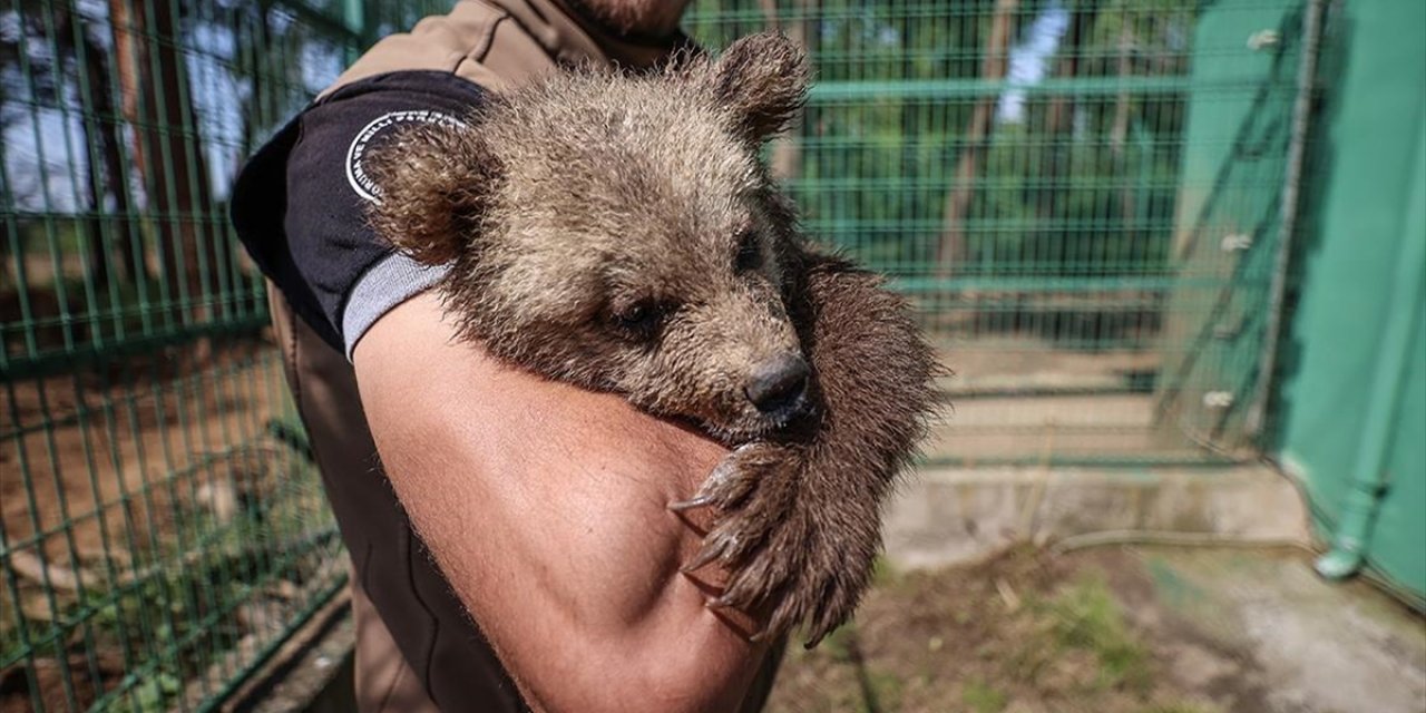 Bursa'daki Ayı Barınağında Sevimli Yavrulara Özenle Bakılıyor