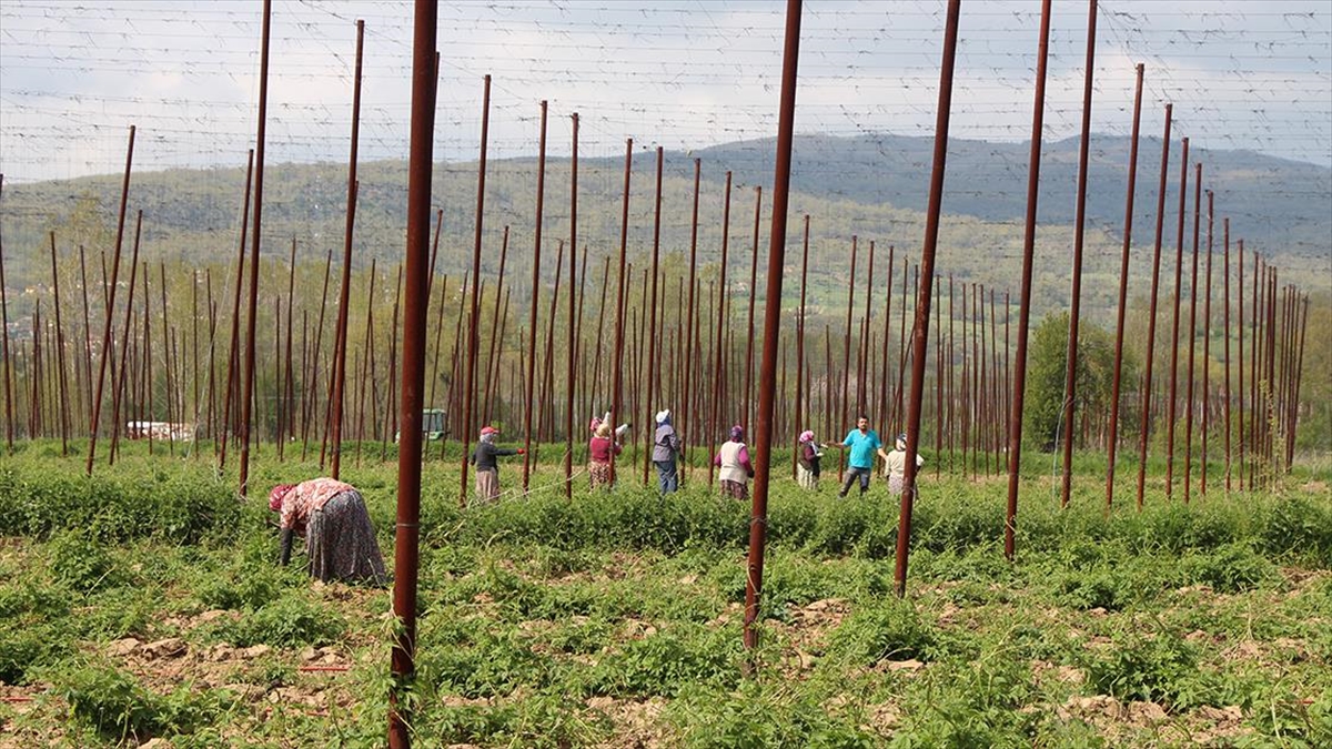 Bilecik'te Şerbetçi Otu Üretilen Arazilerde İplik Sarma İşlemi Başladı