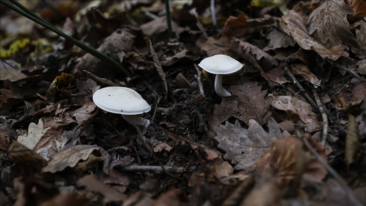 En Çok Zehirlenmeye Yol Açan Mantar Cinsi "köygöçüren"