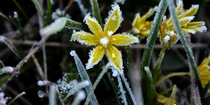 Sarıkamış'ta Baharda Bitki Ve Araçları Kırağı Kapladı