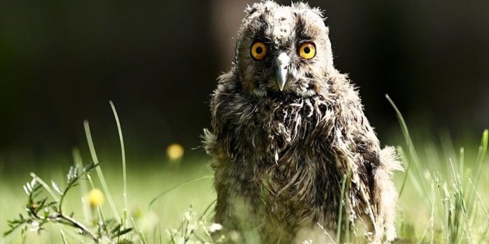 Düzce'de Yaralı Bulunan Baykuş Yavrusu "cingöz" İyileşip Doğaya Kanat Çırpacak